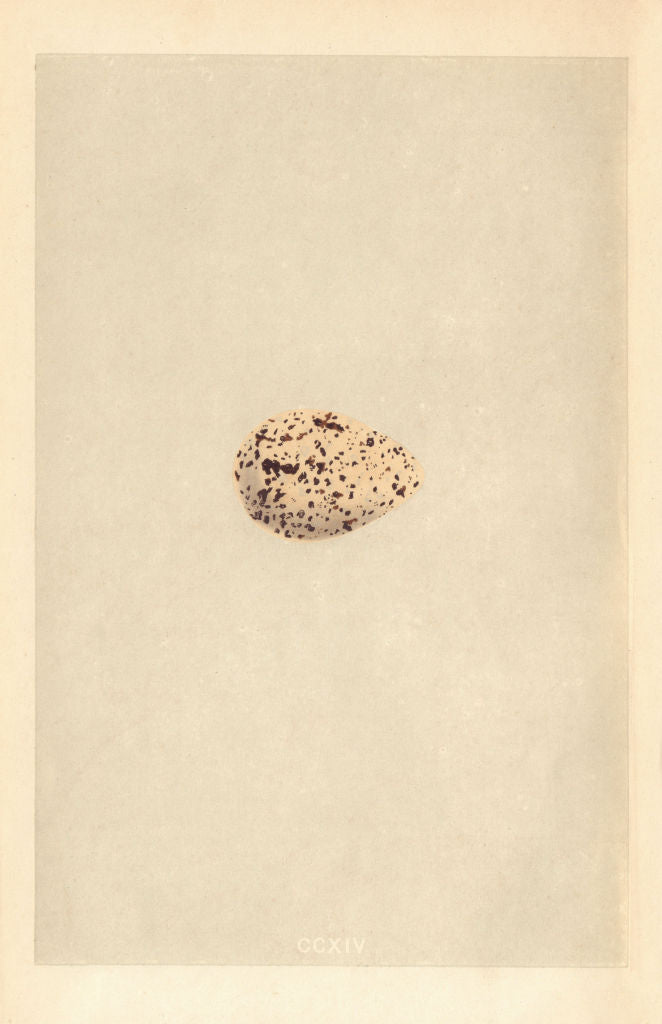 BRITISH BIRD EGGS. Roseate Tern. MORRIS 1866 old antique vintage print picture